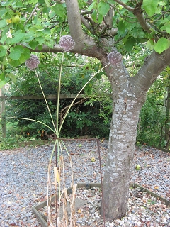 East Lambrook Manor Garden